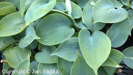 Hosta Tardiana-Ryhm 'Hadspen Blue', tarhakuunlilja